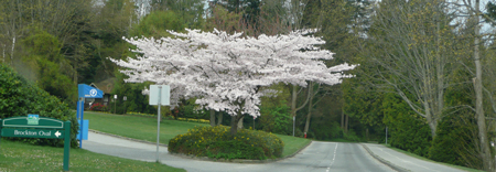 Sakura Stanley Park.jpg